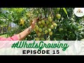 EP15 | #WhatsGrowing in our Bell Permaculture Garden [25.05.2021]
