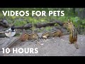 Chipmunk rock in the forest  10 hour cat tv for cats s for pets and people  oct 02 2023