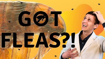 Still Seeing Fleas On Your Cat? You