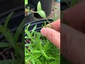 Rosemary