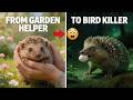 They Released 7 Hedgehogs to Eat Garden Slugs&mdash;Now 5,000 Are Destroying  Important Bird Colonies