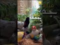أغاني يوم الجمعة