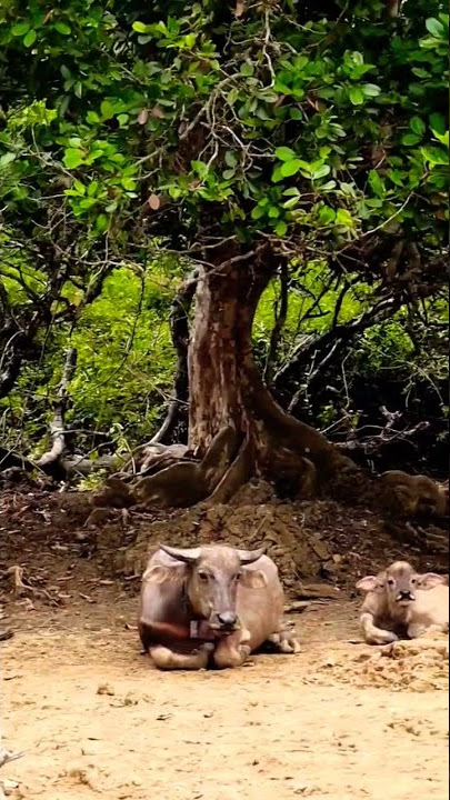 Download lagu Suara Seruling Dan Kerbau