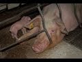 Spanish Pig Farms | An Animal Equality Documentary