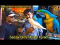 Saddar unique and rare parrots and exotic birds market karachi     