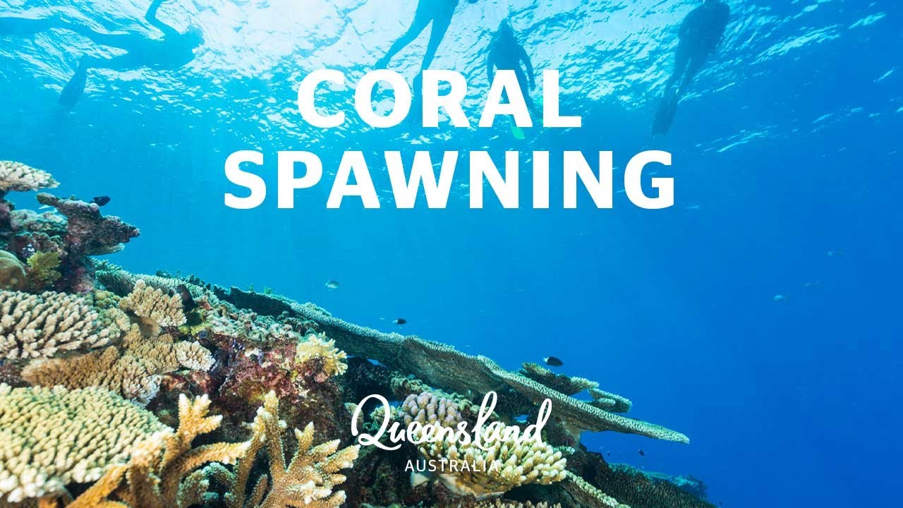Coral Spawning on the Great Barrier Reef - YouTube