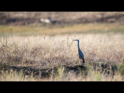 Дикая Австралия 1 серия | Wild Australia | (2011) 🌿