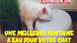 Une meilleure fontaine à eau pour votre chat