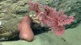 Habitat Exploration: DeepSea Corals