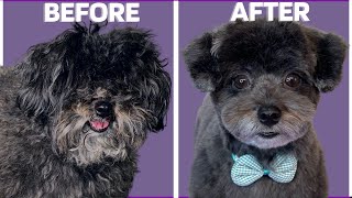 DOG GROOMING TIPS CUTE FACE - How to groom a dogs face #doggrooming #doghaircut