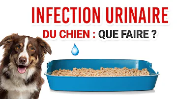 Comment savoir si ma chienne a une infection urinaire ?