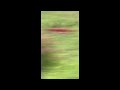 A hummingbird feeding frenzy in Burnsville