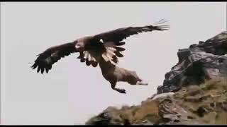 Qızıl Qartalın Keçi Ovu/ Kaya Kartalının Keçi Avı