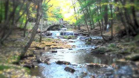 vaughn woods