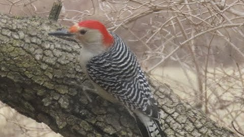 FeatherFlix Bird Video of the Week - Behavioral Birding