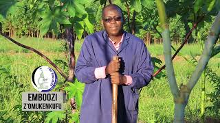 CASTOR SEEDS CULTIVATION AND COMMERCIAL STATUS WITH OMUKENKUFU NYANZI JULIUS Part 2