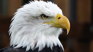Bald Eagle  America's National Bird  #usa #animals #viralvideo