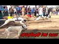 First Time In India Professional Dog Race | Faridkot Greyhound Dog Race | Greyhound Breed | Scoobers