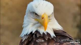 Decorah Eagles * Mom \& DM2 * Highlight Reel * AWESOME Close Ups! *