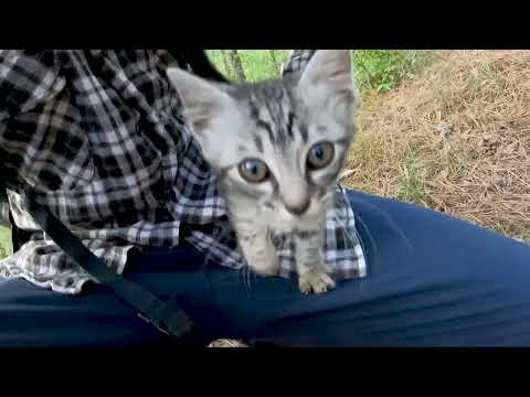 Video: Pet Scoop: Stowaway Kitten, ki ga najdete na oljni ploščadi, na tisoče ljudi se pridružite Giraffe Baby Watch Online