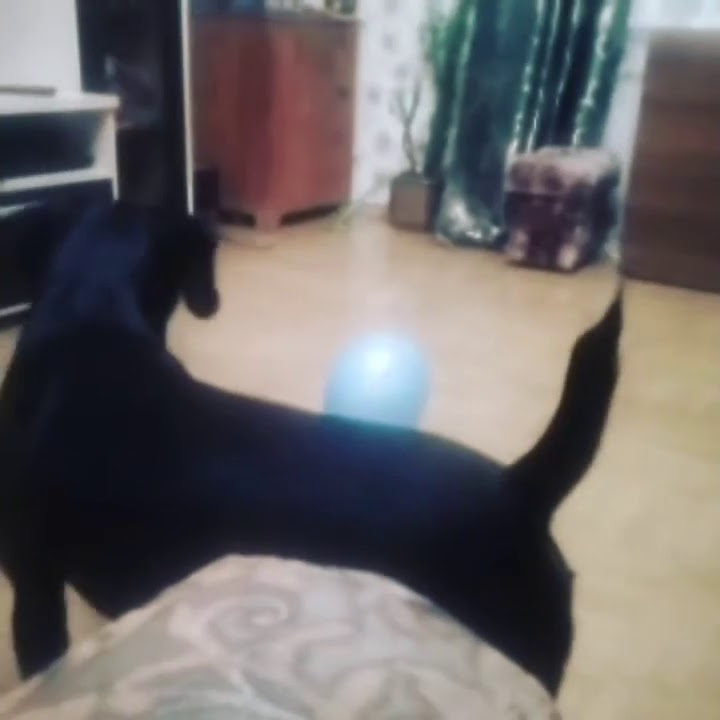 Собака играет с шариками - YouTube