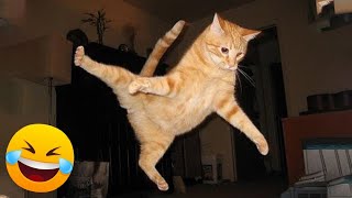 : Funniest Animals  New Funny Cats and Dogs Videos 