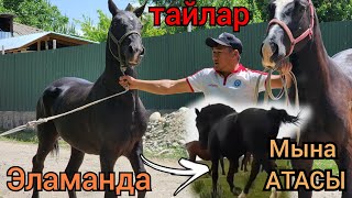 атасы мына ушул💥КАПКАРА ТАЙЛАР ЧЫКТЫ😱ЖӨНДУҮ БЕРЕМ 👍10 мая 2023 г.