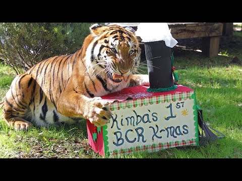 meow-y-christmas-with-big-cats