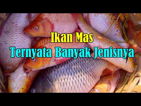 Video: Varietas Ikan Mas: Pandangan Singkat di Beberapa Jenis Banyak