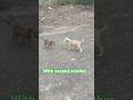 Puppies with love 💕 #shortsfeed #shortsvideo #naturelovers #nature #youtubeshorts #doglife #dog