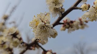 김해 매화공원 둘러보기, 피크닉하기 좋은곳 #나는솔로 25기