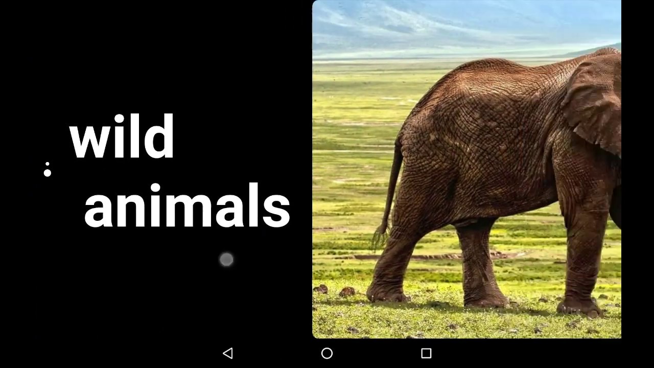 Animals Sounds Free