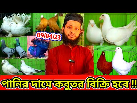 পানির দামে টপ কোয়ালিটি কবুতর কিনুন !! সবচেয়ে কম দামের কবুতর বিক্রি হবে