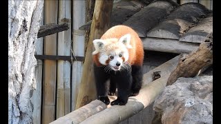 Tango, panda rossa che arriva in Italia: la prima uscita nella sua nuova casa