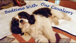 Bedtime With Our Cavaliers