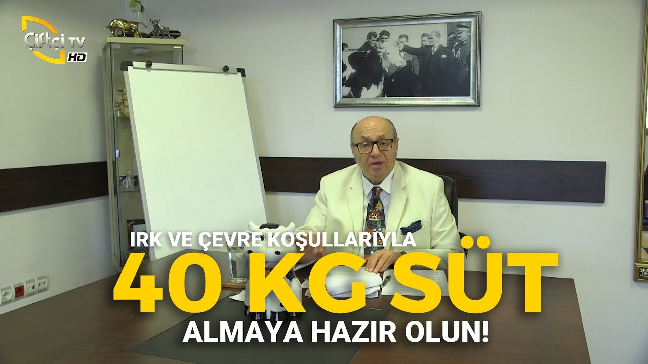 40 KG SÜT ALMAYA HAZIR OLUN! (Sadece Irk ve Çevre Koşullarıyla) - Dersimiz Hayvancılık #büyükbaş