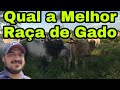 COMO INICIAR UMA CRIAÇÃO DE GADO ( 6 DICAS)