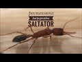 Сбылась мечта! Harpegnathos saltator! Распаковка и заселение!