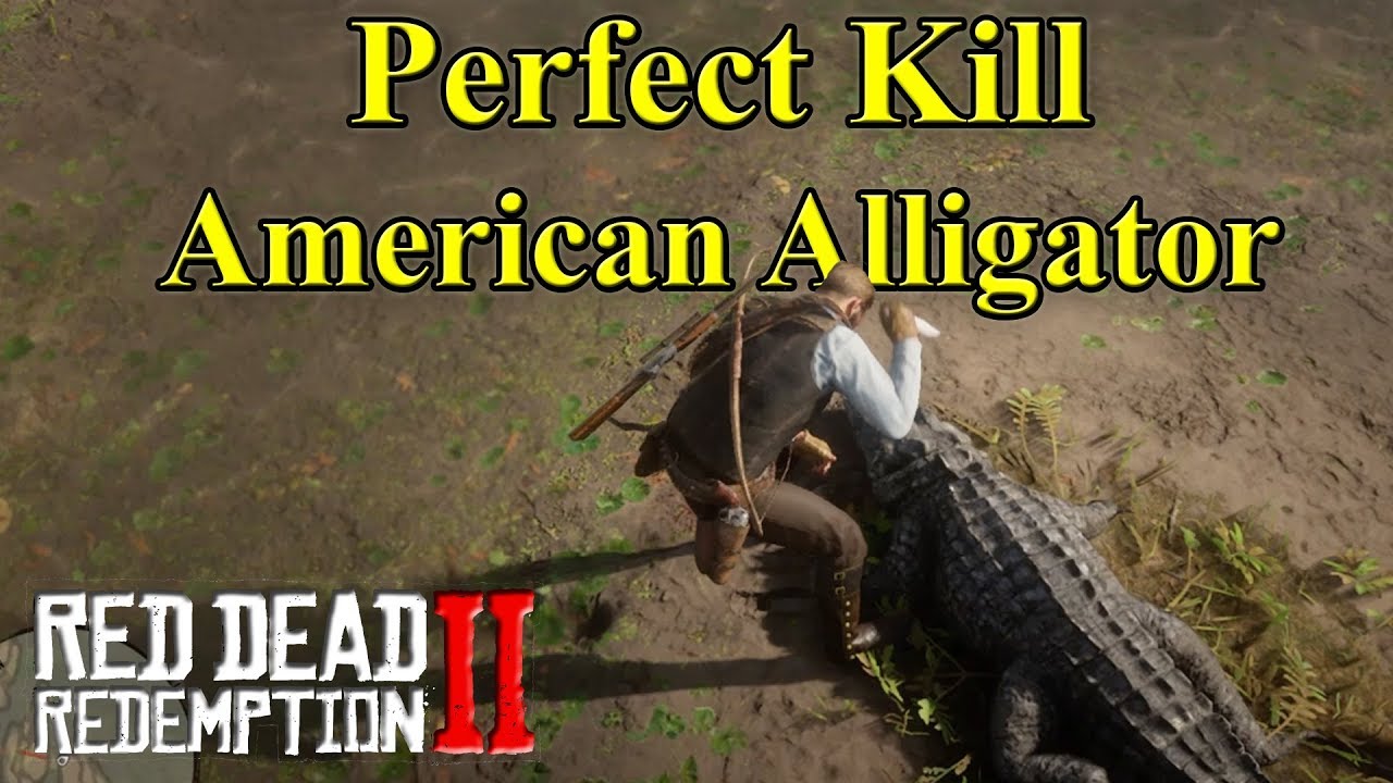 How To Get Perfect Alligator Skin Rdr2 RDR2 American Alligator. How to get a Perfect Kill / Skin? - YouTube
