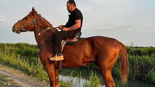 Ulugbek akada yaxshi Qorra bair ot sotuvda.