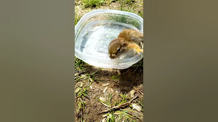 Baby squirrel drinking