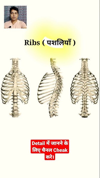 ribs-anatomy-how-many-ribs-in-human-body-structure-of-rib