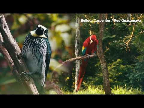 Kontiki Expeditions Exciting New Yachting Destination: Costa Rica 🌊⛅🐋🐬 - video from Kontiki Expeditions