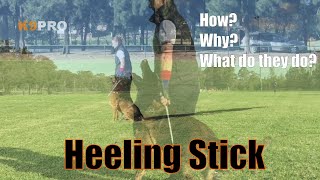 Heeling stick  why and how K9Pro