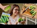 from seed to supper: the life of a cucumber