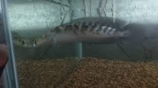 story ikan Channa maru yellow Sentarum super pedas