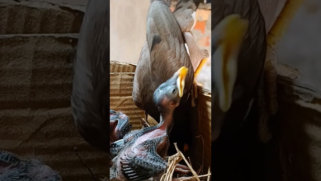 Beautiful Myna Family Inside the Box Nest (p 1) 
