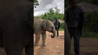 Let’s play with baby elephant and he will run after you! #cuteanimals #travel #explore #animals