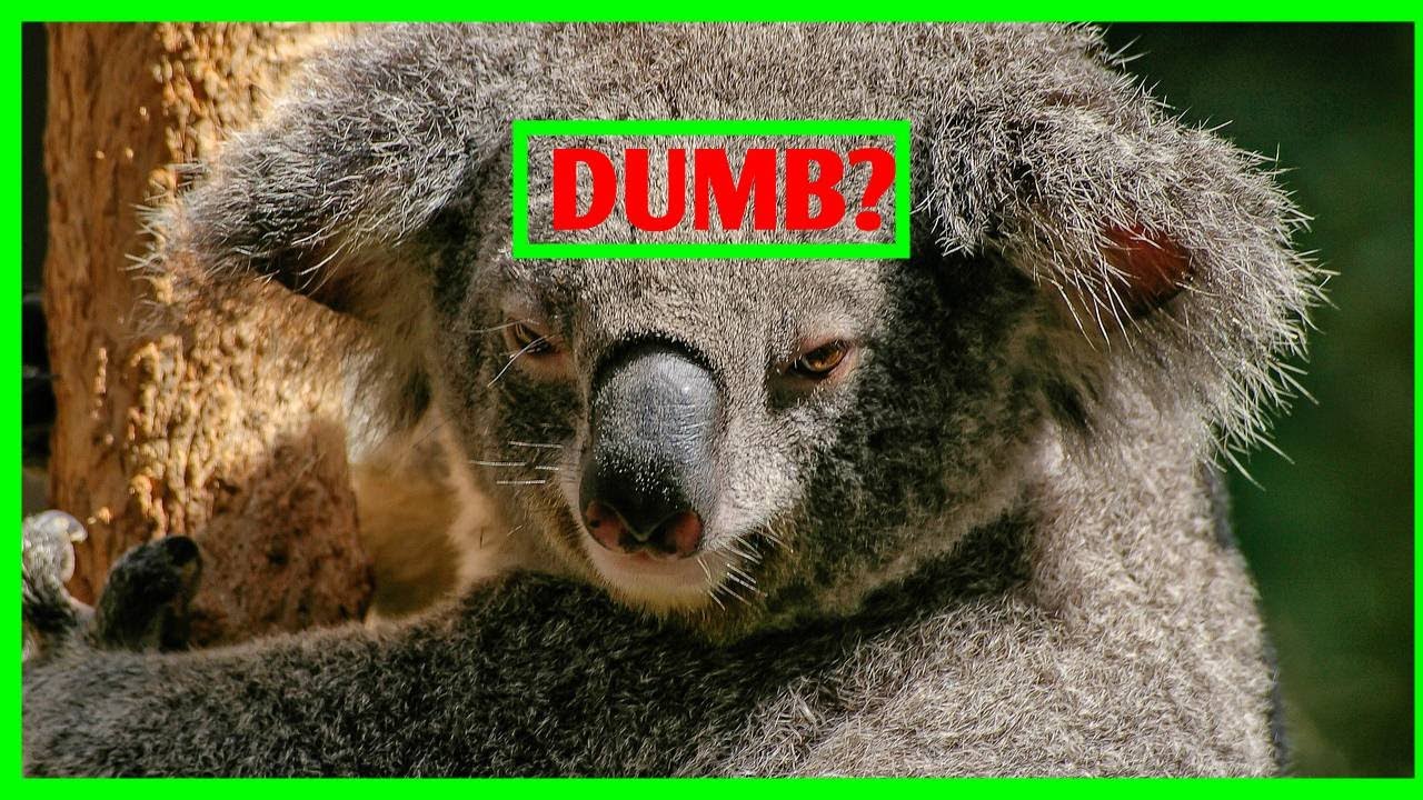 Are Koalas Actually The Dumbest Animals? YouTube