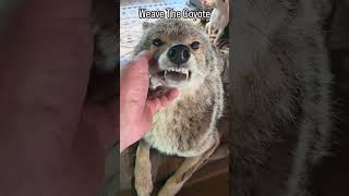 Attitude! 🐺  #weavethecoyote ##coyote #cute #animals #animal #nature #wildlife #friends #love #life